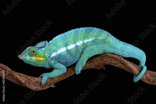 The Panther chameleon  Furcifer paradise  is one of the most colorful lizard species in the world.