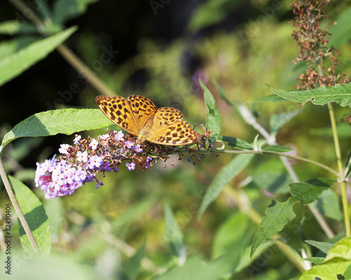 Boloria Bellona photo