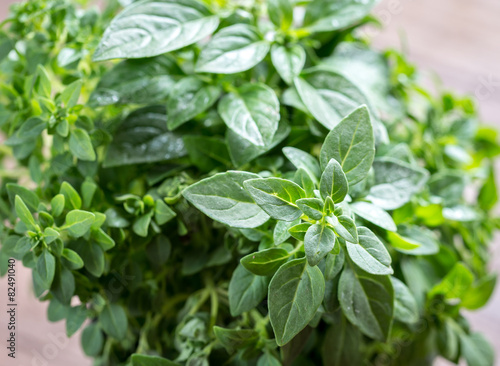 Wallpaper Mural Fresh basil close up Torontodigital.ca