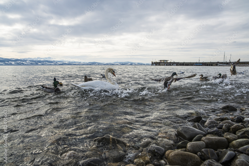 Obraz premium Enten und Schwäne am Bodensee