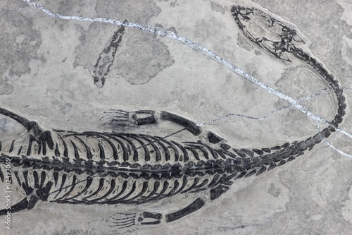 original Keichousaurus hui Fossil gefunden in Xingyi/ Guizhou (China)