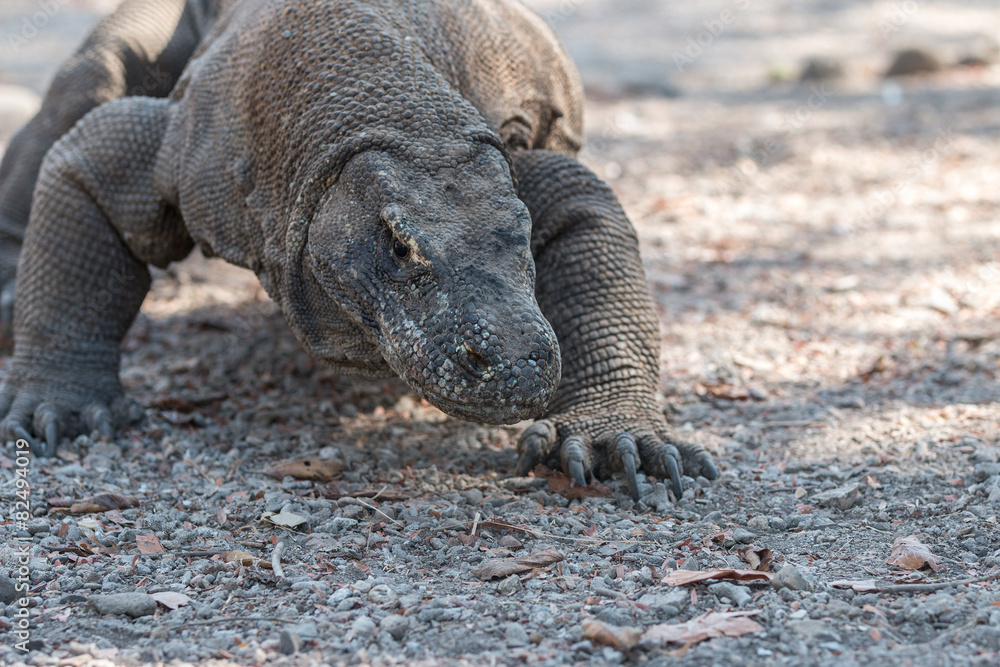 Obraz premium Park Narodowy Warane Komodo
