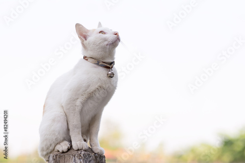 Fototapeta Naklejka Na Ścianę i Meble -  Cat