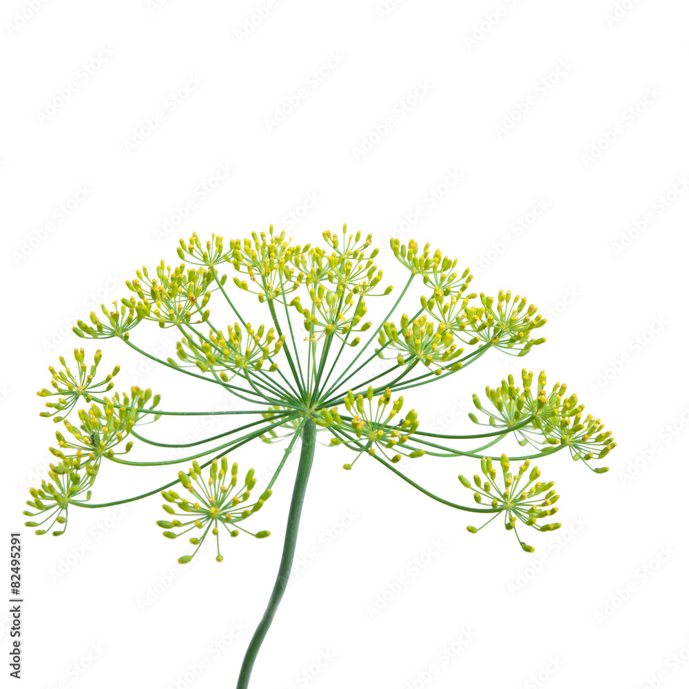 Dill Herb ( Anethum graveolens )