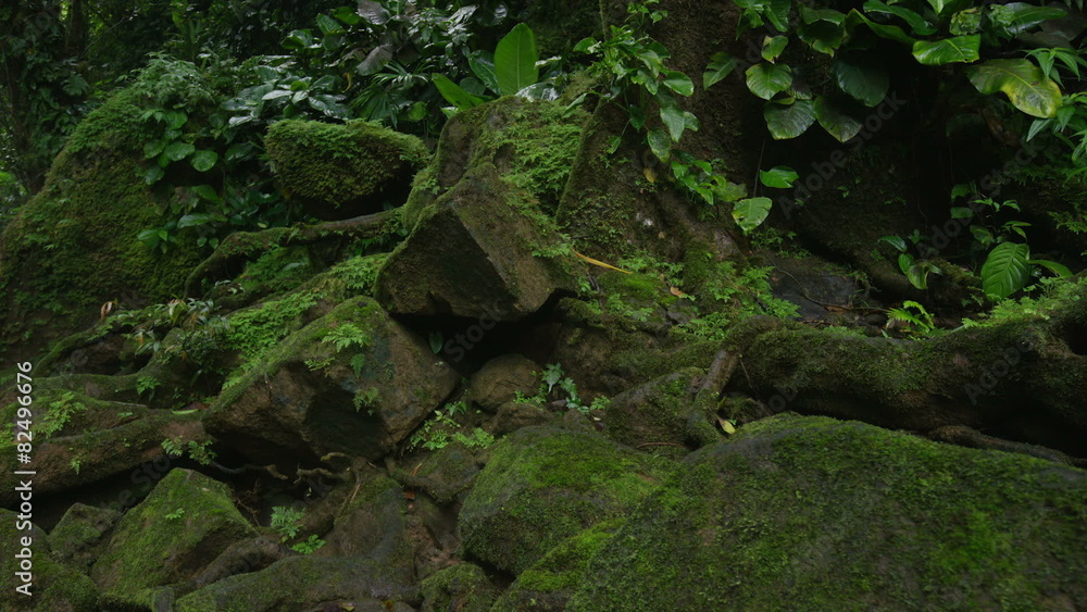 Medium panning shot of moss on rocks in forest / Santa Juana, , Costa Rica Medium panning shot of moss on rocks in forest / Santa Juana, , Costa Rica