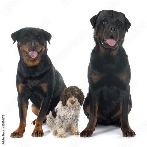 rottweilers and lagotto romagnolo