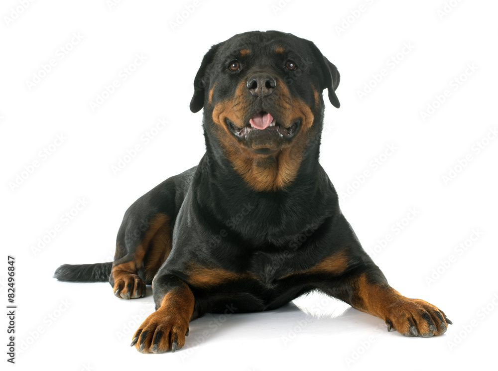 Obraz premium rottweiler