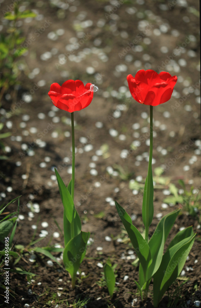 red tulips red tulips