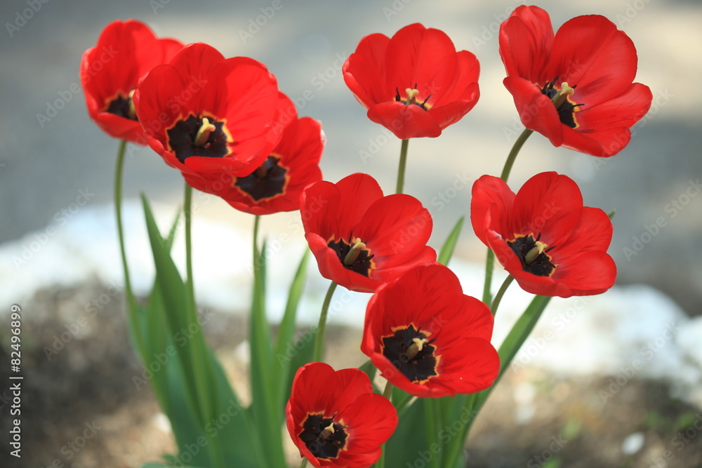Fototapeta premium red tulips