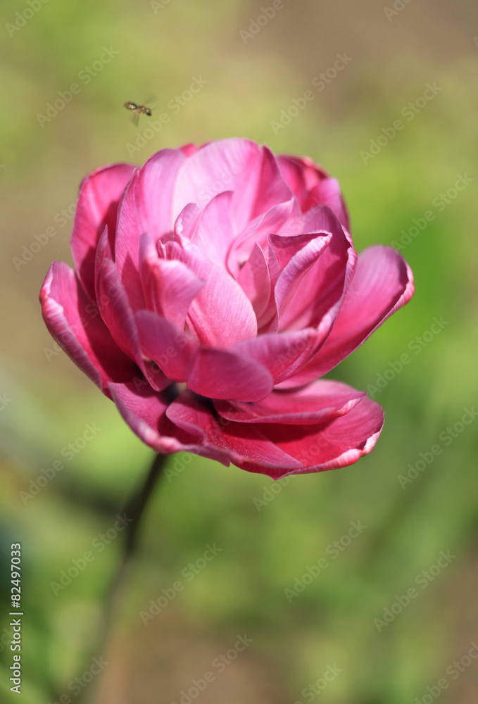 Fototapeta premium violet tulip