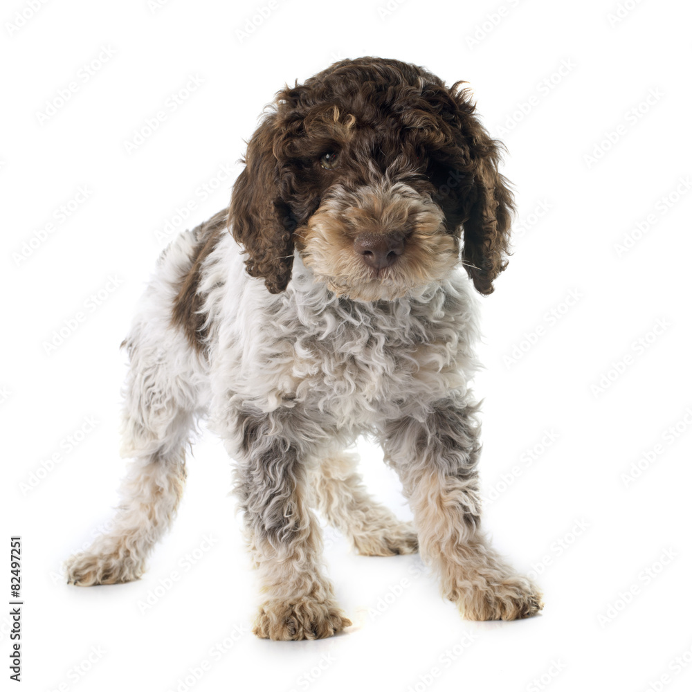 Romagna Water Dog Romagna Water Dog