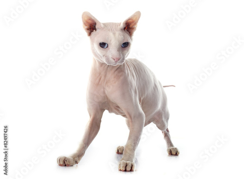 Sphynx Hairless Cat