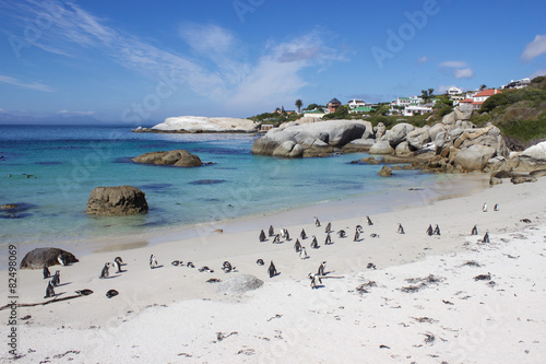 Famous Penguin Colony on Boulders Beach in South Africa
