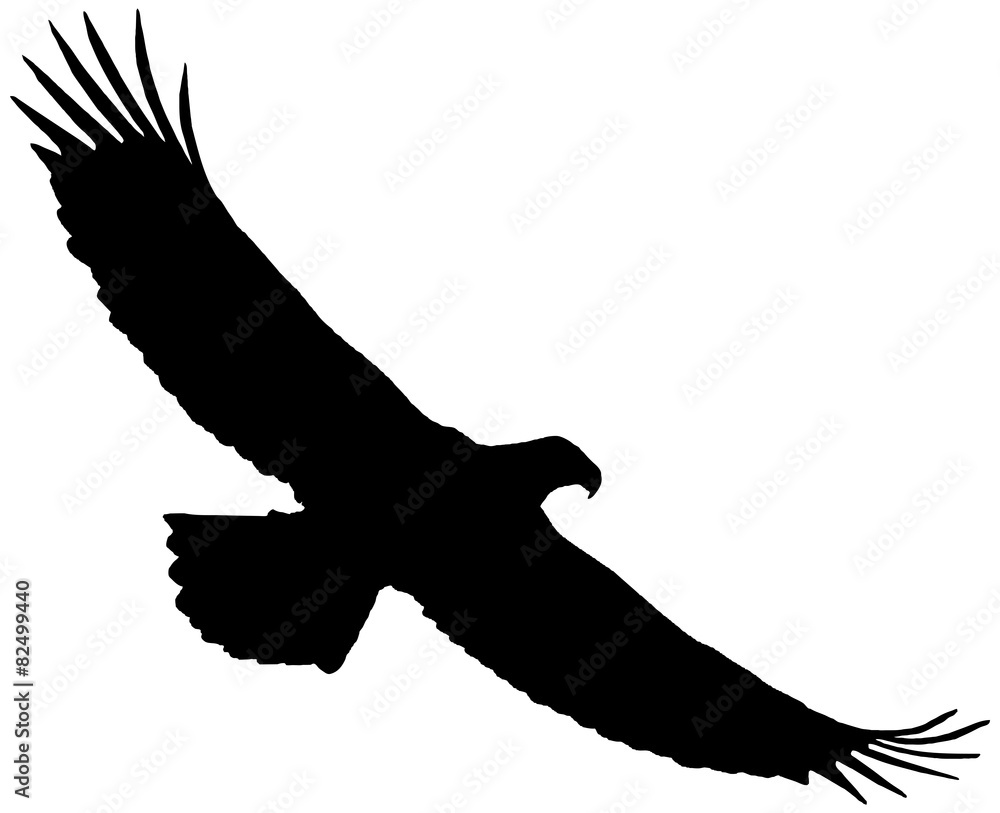 Naklejka premium Flying eagle silhouette on a white background