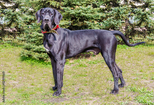 Fototapeta Naklejka Na Ścianę i Meble -  Great Dane profile. The Great Dane is on the grass.