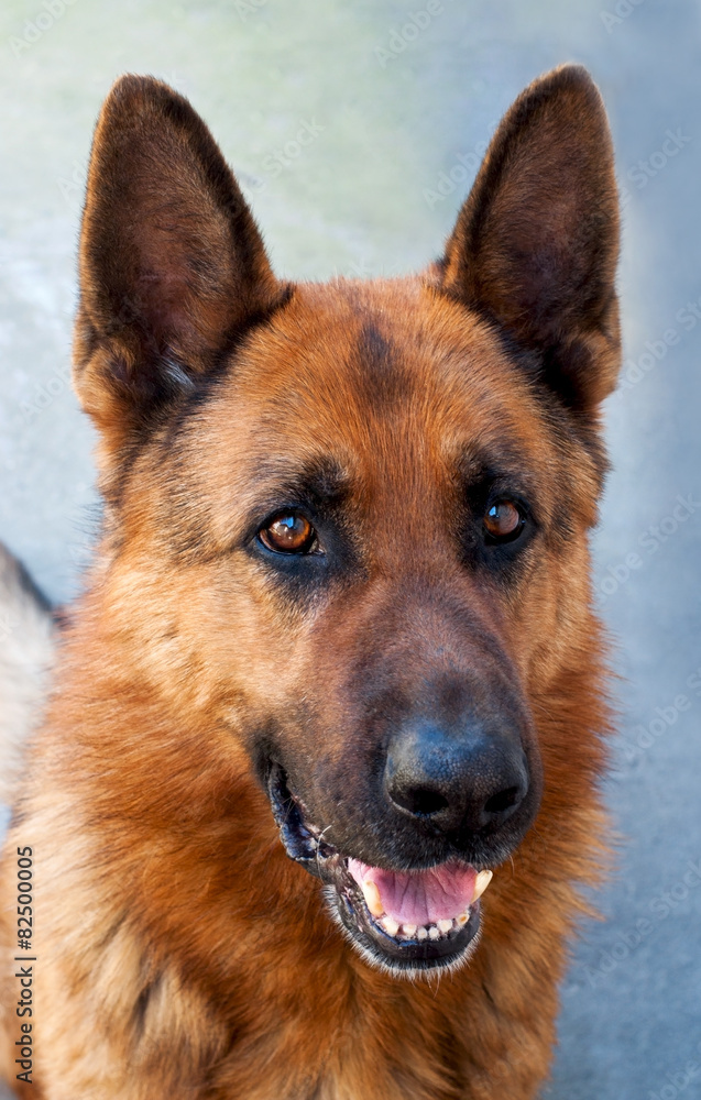 Brown German Shepherd Dog Close Up Portrait Brown German Shepherd Dog Close Up Portrait