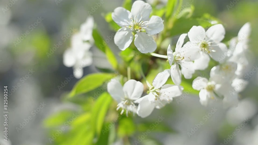 White inflorescence flower White inflorescence flower