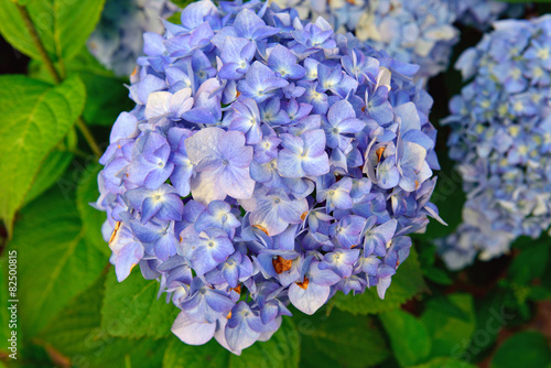 Fototapeta Naklejka Na Ścianę i Meble -  Blue Hydrangea blooming in the nature.