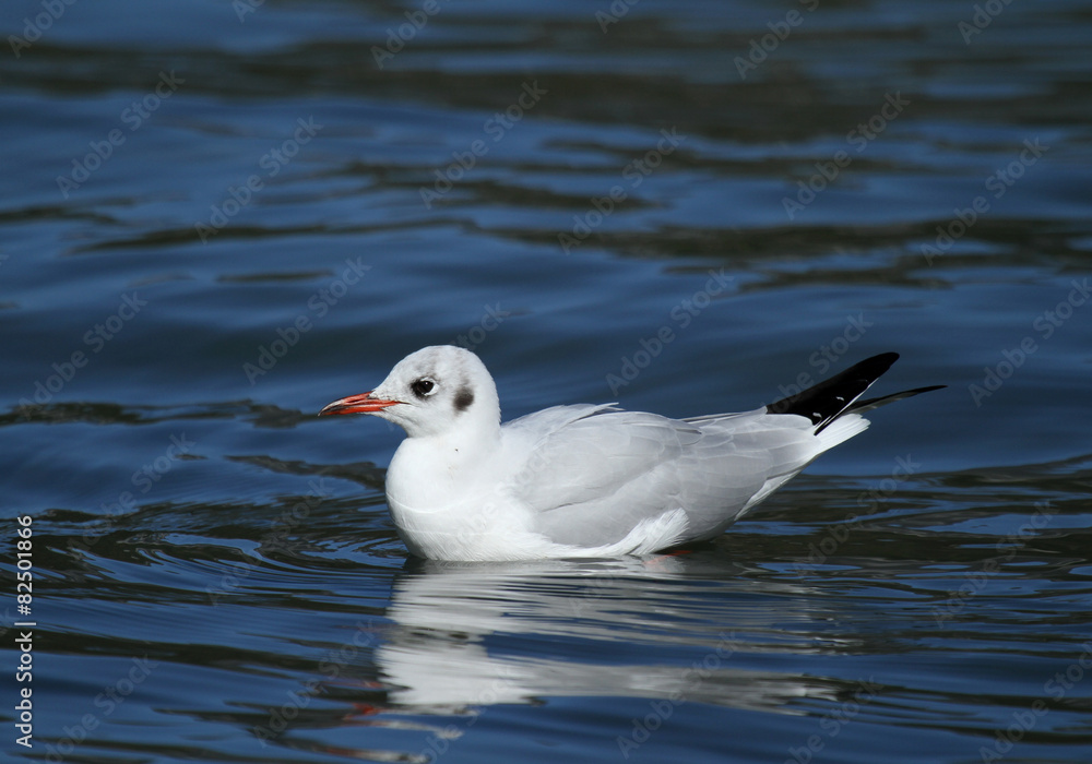 oiseau qui nage