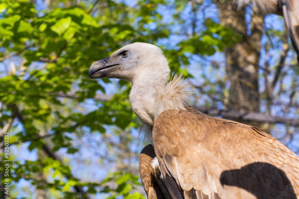 Fototapeta premium Griffon vulture (Gyps fulvus)