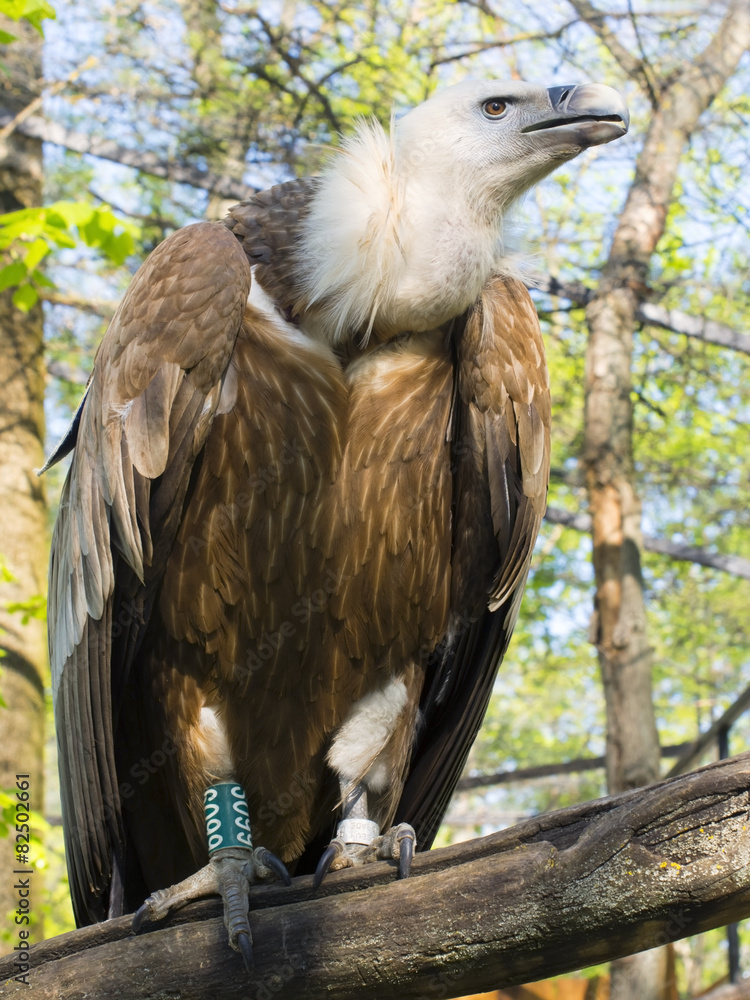Griffon vulture (Gyps fulvus) Griffon vulture (Gyps fulvus)