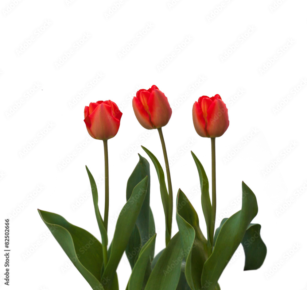 Fototapeta premium Red tulips on a white background