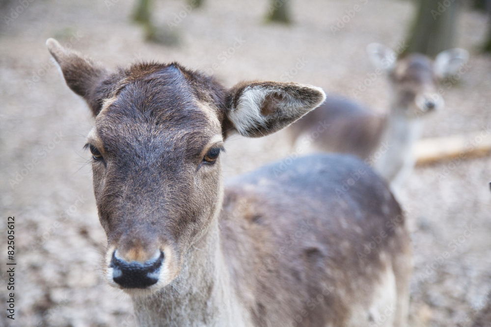 portrait of young deer in the forest in national park portrait of young deer in the forest in national park