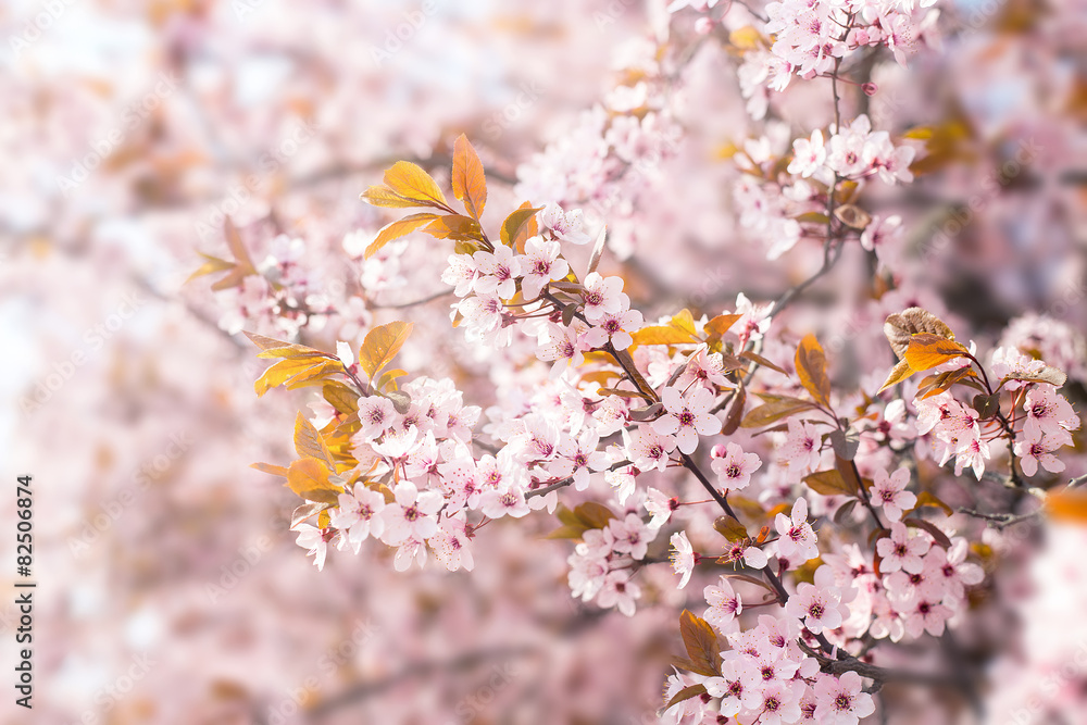 Cherry blossoms