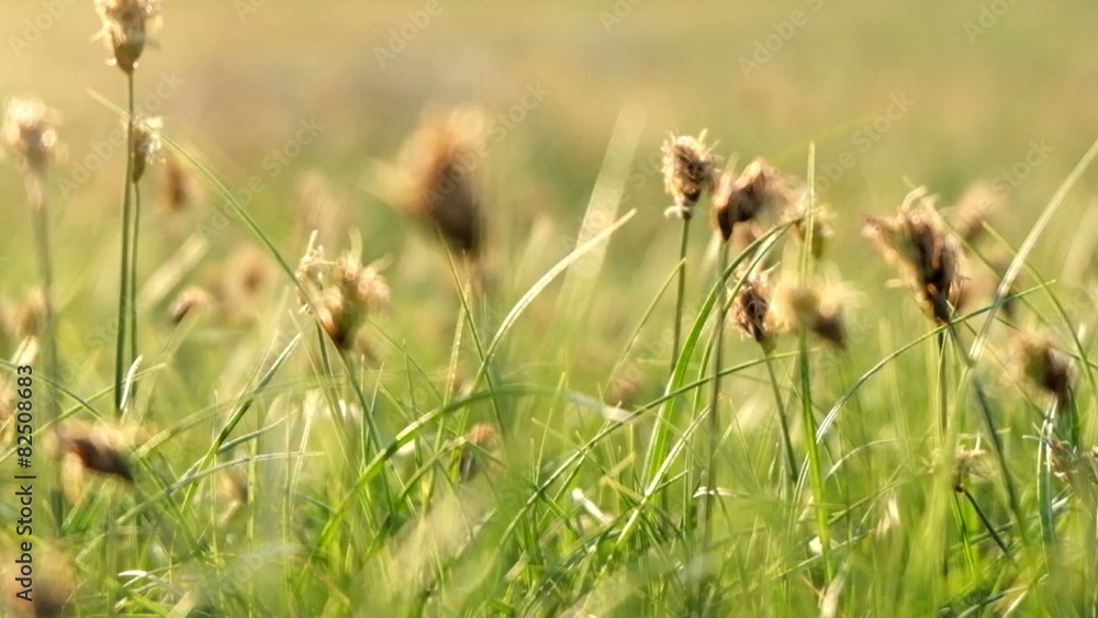 Desert grass with dry heads in spring Desert grass with dry heads in spring