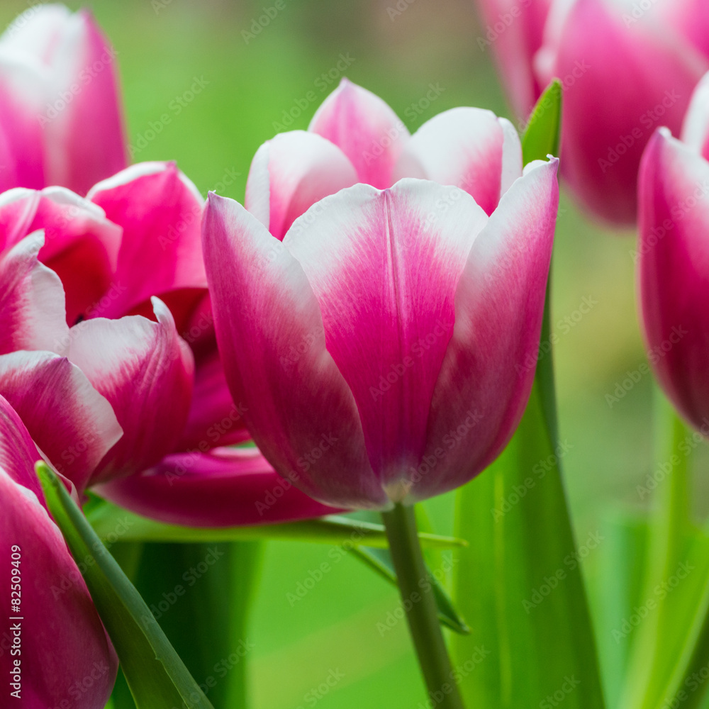 Rosy Tulips