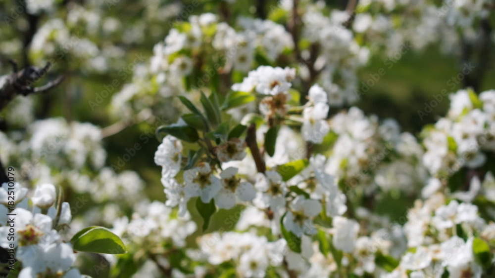 close up of flower blossoms close up of flower blossoms