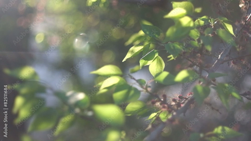 Tree twigs with sunflares. Fresh crisp green tree leaves backlit Tree twigs with sunflares. Fresh crisp green tree leaves backlit