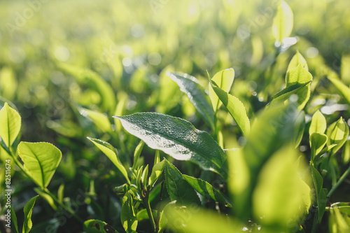 Green tea leaves. Close up. Tea plantations, Malaysia
