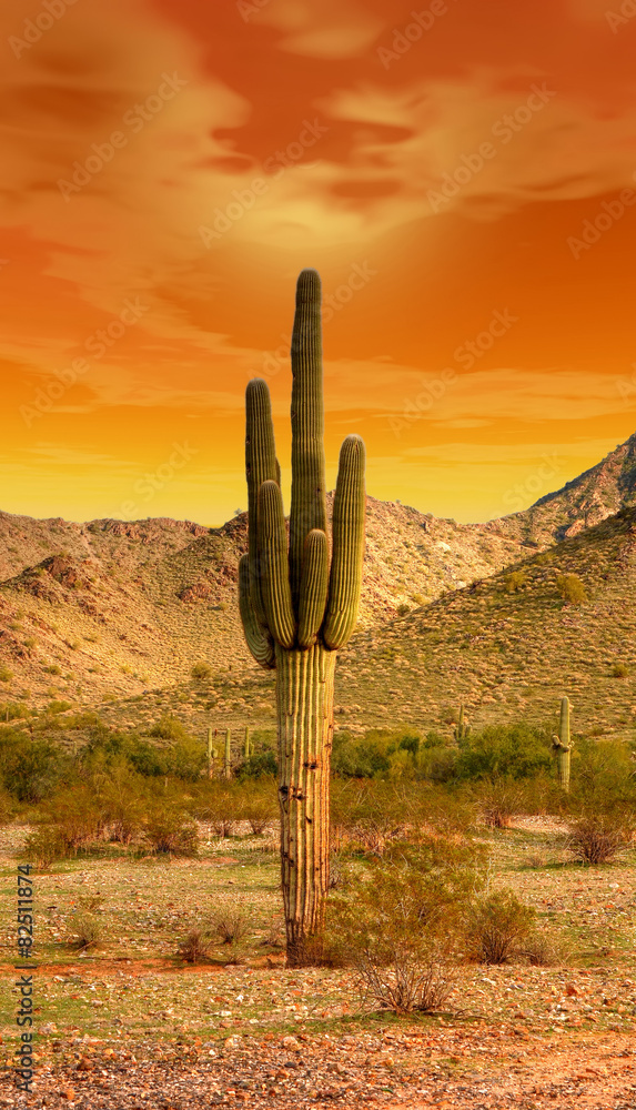 Obraz premium Sonora Desert Sunset