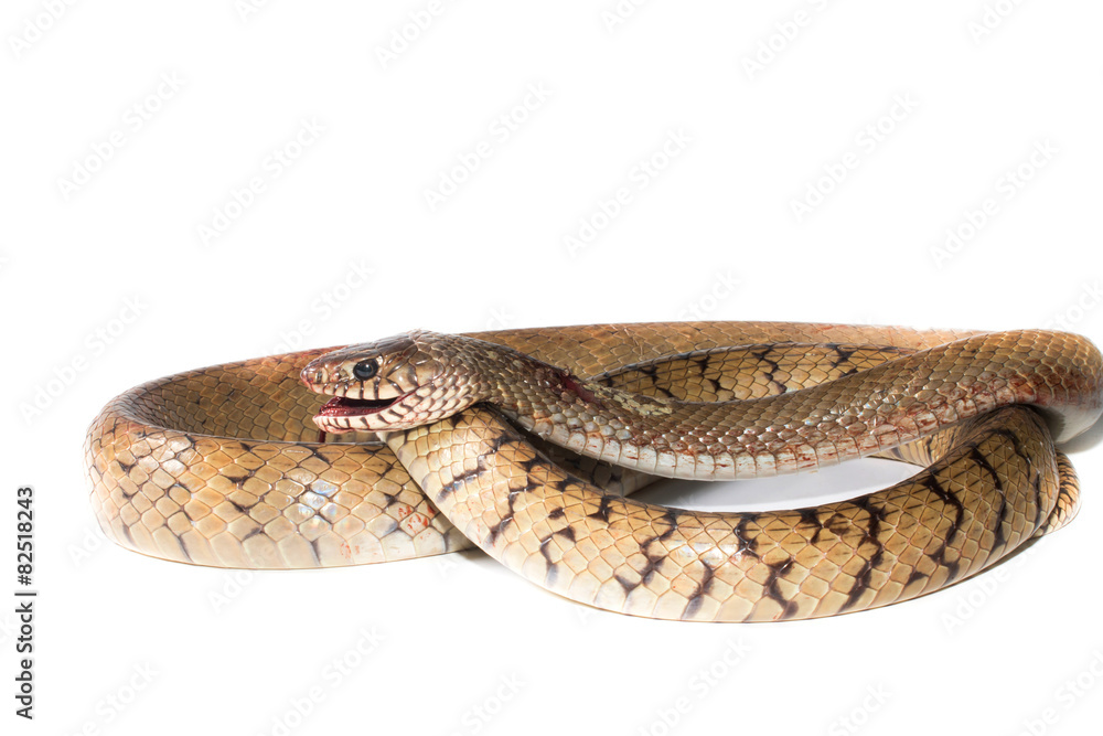 Indochinese rat snake isolate on white Indochinese rat snake isolate on white