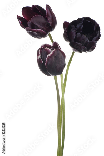 Fototapeta Naklejka Na Ścianę i Meble -  tulip