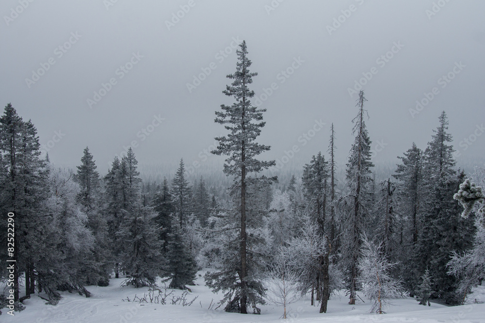 snow-covered forest on the slopes of the mountain.