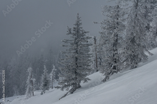 snow-covered forest on the slopes of the mountain. © Evgeniy Ovchinnikov