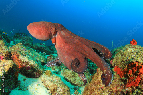 Photography Big Red Reef Octopus