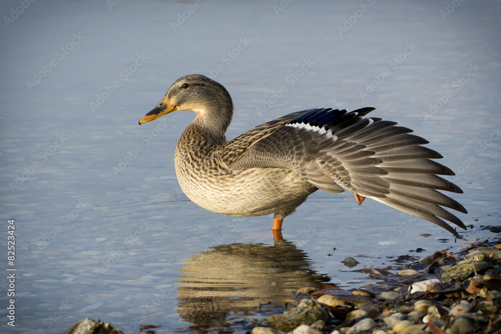 Fototapeta premium Goose