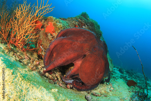 Big Red Reef Octopus