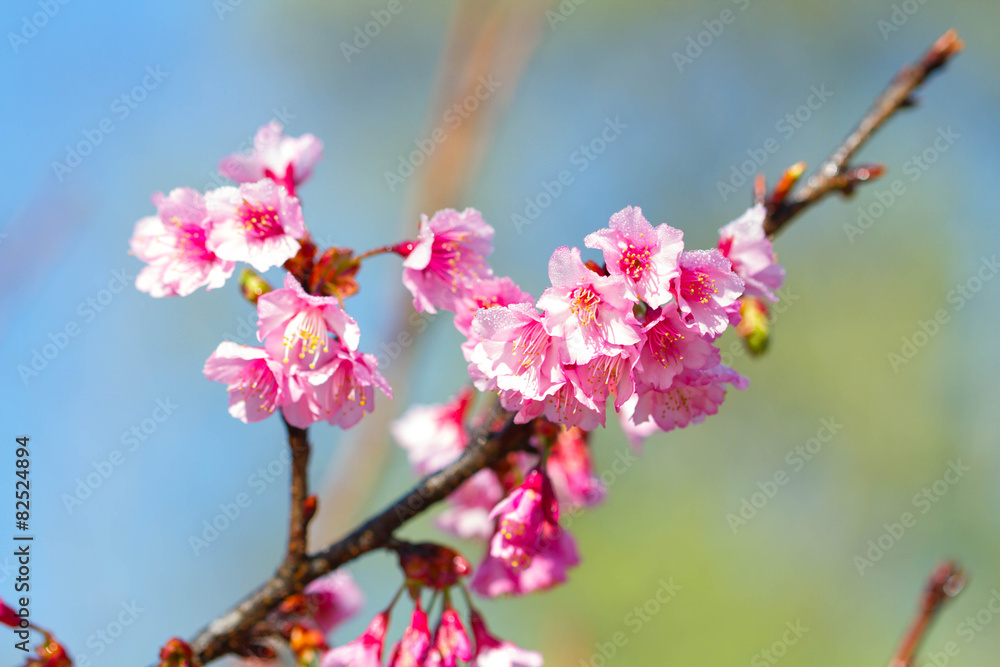 Spring Cherry blossoms