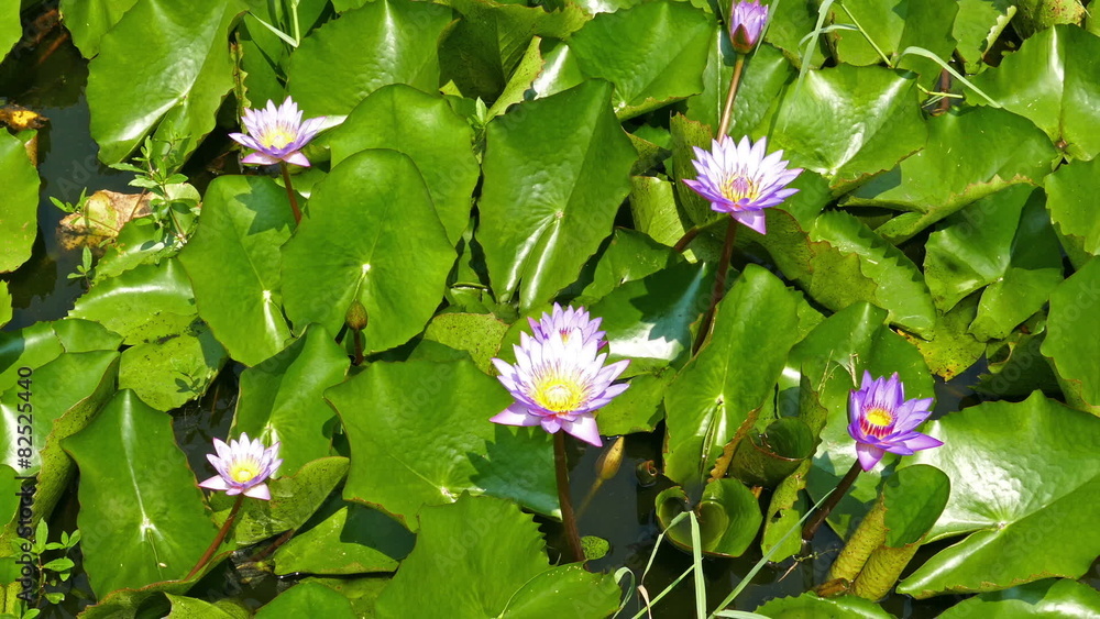 lake with lotus flowers
lake with lotus flowers