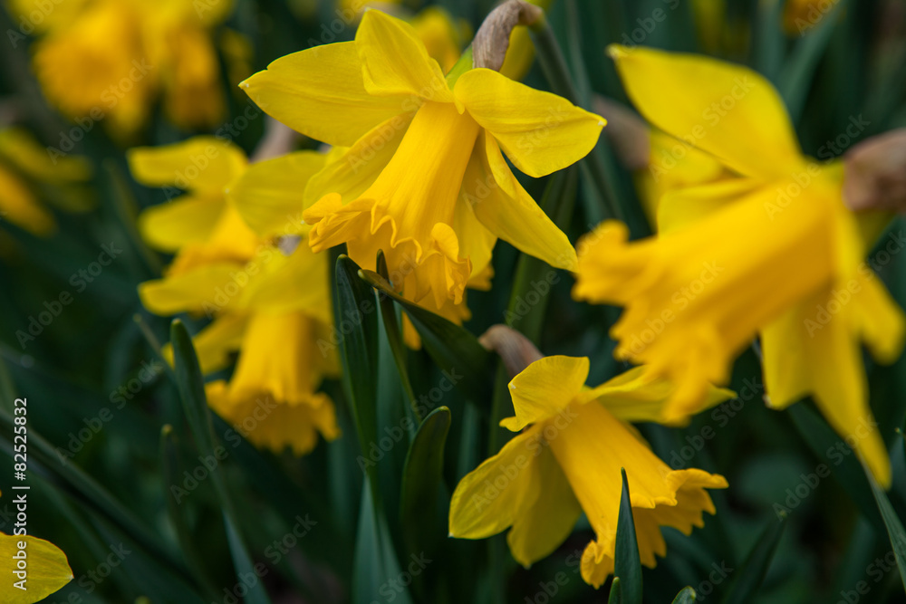 Spring flowers in nature Spring flowers in nature