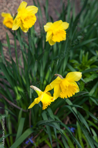 Spring flowers in nature