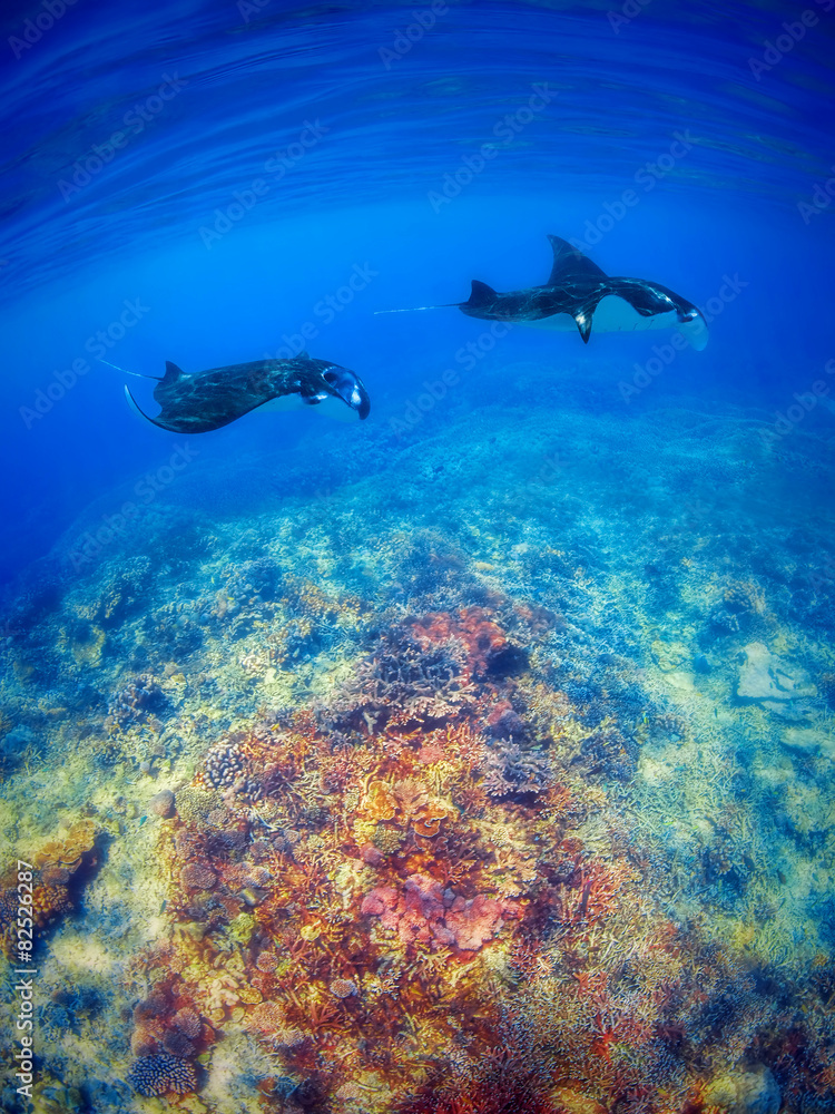 Fototapeta premium Manta Rays