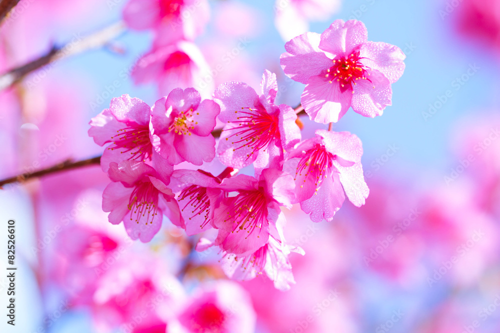 Naklejka premium Spring Cherry blossoms