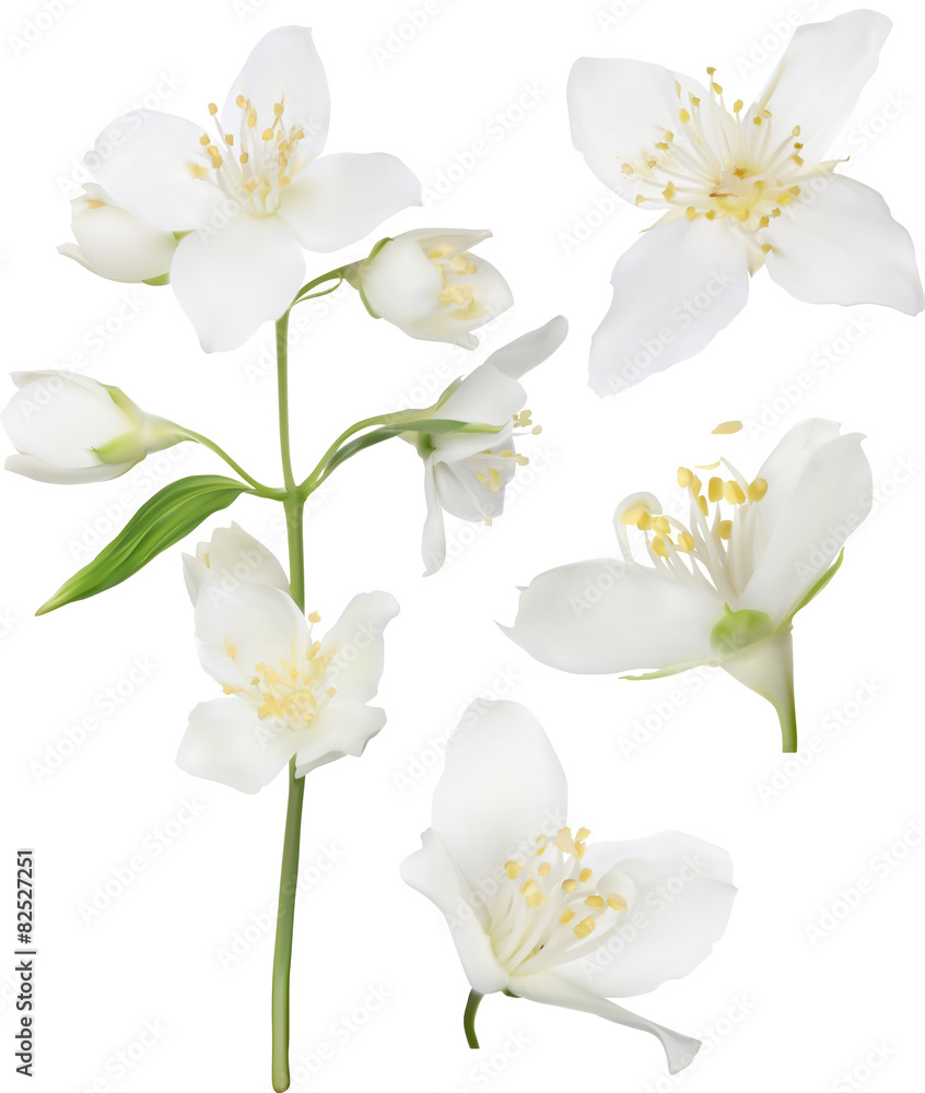 white jasmine blossom collection illustration white jasmine blossom collection illustration