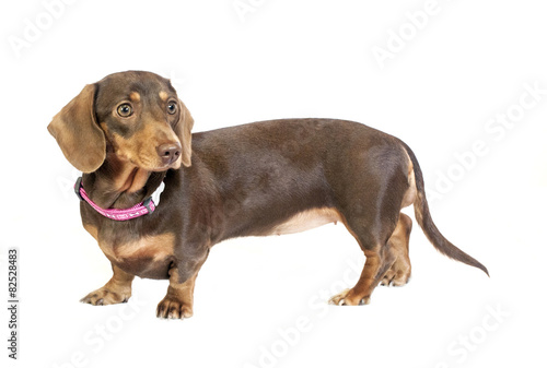 Fototapeta Naklejka Na Ścianę i Meble -  dachshund