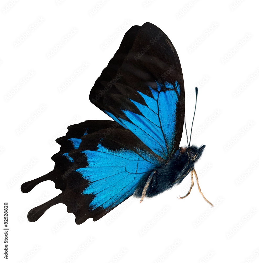Fototapeta premium side view of bright blue butterfly